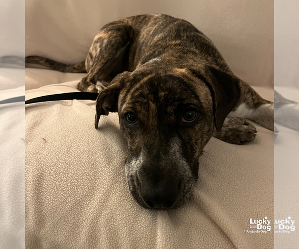 Medium Photo #5 Labrador Retriever-Unknown Mix Puppy For Sale in Washington, DC, USA