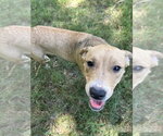 Small #3 American Pit Bull Terrier Mix