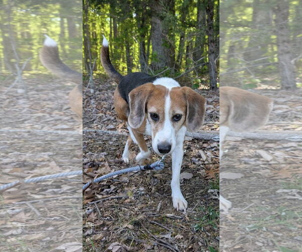 Medium Photo #5 Beagle Puppy For Sale in Rustburg, VA, USA