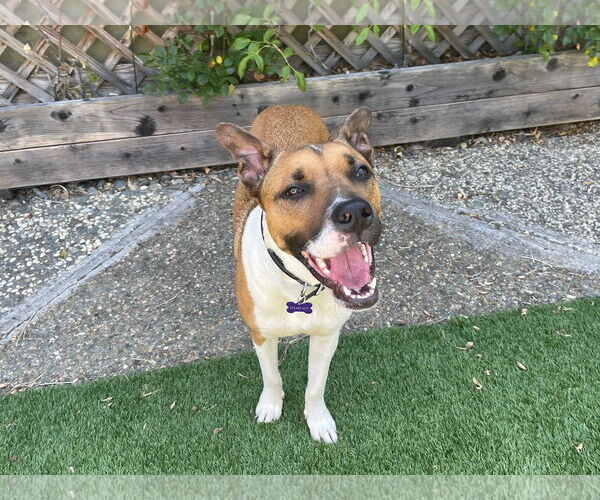 Medium Photo #3 American Staffordshire Terrier-Unknown Mix Puppy For Sale in Berkeley, CA, USA