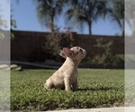 Small #6 French Bulldog