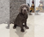 Small Photo #3 Labrador Retriever Puppy For Sale in MARTINSVILLE, IN, USA