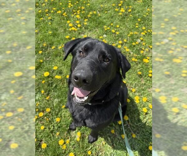 Medium Photo #4 Labrador Retriever-Unknown Mix Puppy For Sale in Center Township, PA, USA