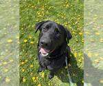 Small #3 Labrador Retriever Mix