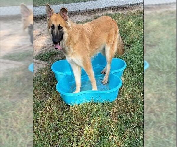 Medium Photo #1 German Shepherd Dog-Unknown Mix Puppy For Sale in Conroe, TX, USA