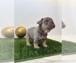 Small #5 French Bulldog