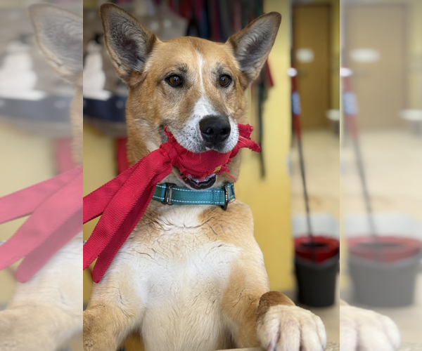 Medium Photo #5 Mutt Puppy For Sale in Candler, NC, USA