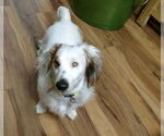 Small #3 Dachshund