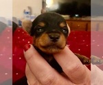 Small Photo #1 Yorkshire Terrier Puppy For Sale in LITITZ, PA, USA