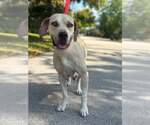 Small #1 Labrador Retriever Mix