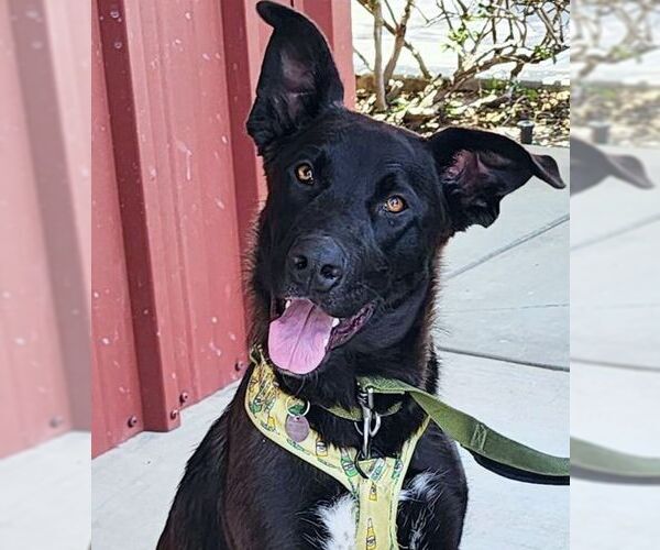 Medium Photo #3 Labrador Retriever-Unknown Mix Puppy For Sale in Chino Hills, CA, USA