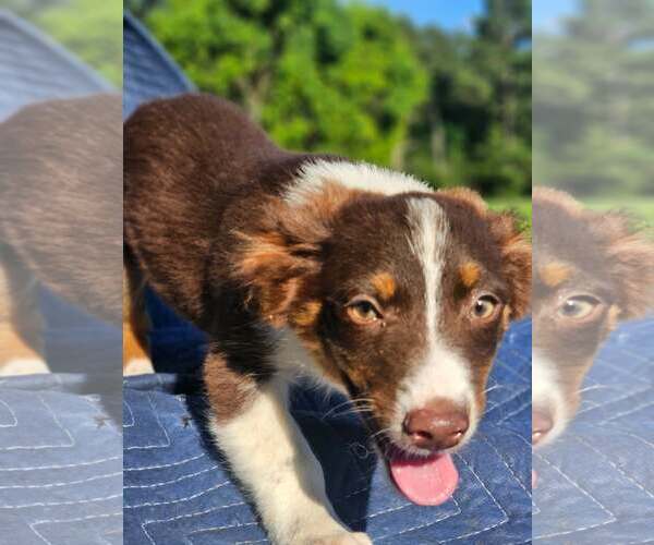 Medium Photo #9 Australian Shepherd-Chihuahua Mix Puppy For Sale in Wakefield, RI, USA