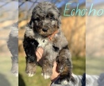 Puppy Echo Bernedoodle