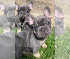 French Bulldog Puppy for sale in Abilly, Centre, France