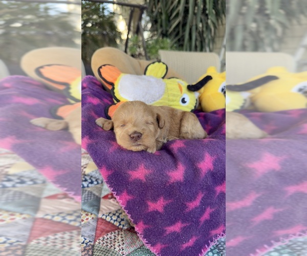 Medium Photo #3 Labradoodle Puppy For Sale in FRESNO, CA, USA
