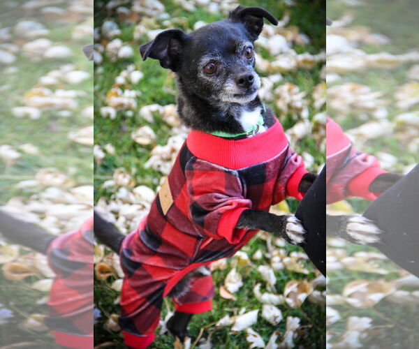 Medium Photo #5 Chihuahua Puppy For Sale in Sandy, UT, USA