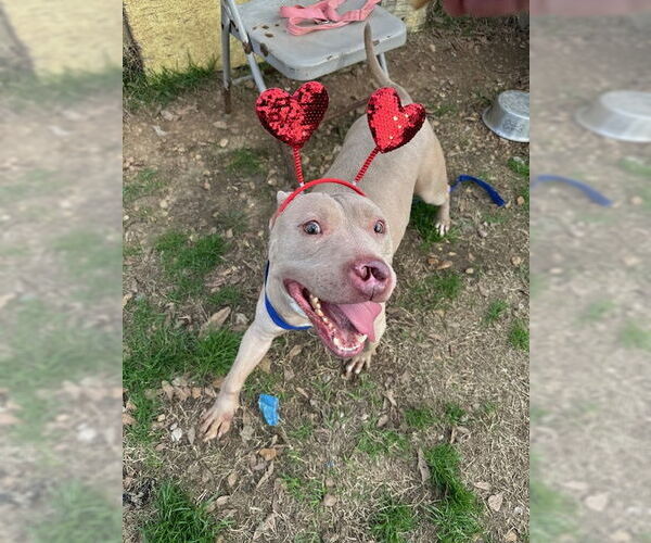 Medium Photo #1 American Staffordshire Terrier-Unknown Mix Puppy For Sale in Jackson, MS, USA