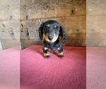 Small #15 Dachshund