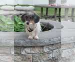 Small #2 Dachshund