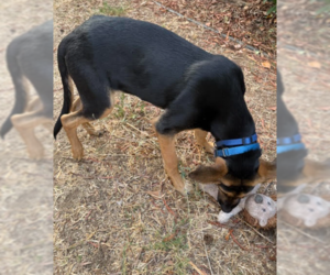 Chester - Male German Shepherd Dog-Great Dane Mix Dog for Adoption - Photo #4