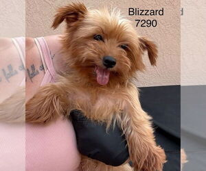 Mutt Dogs for adoption in Studio City, CA, USA