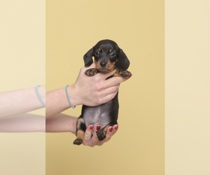 Dachshund Puppy for sale in Cluj-Napoca, Cluj, Romainia