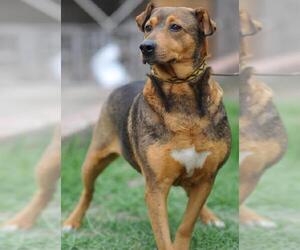 Cassie - Female Beagle-Unknown Mix Dog for Adoption - Photo #3