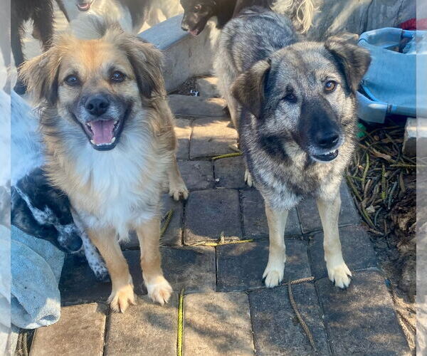 Medium Photo #3 Norwegian Elkhound-Unknown Mix Puppy For Sale in Newport Beach, CA, USA