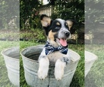 Small Photo #1 Australian Cattle Dog-Border Collie Mix Puppy For Sale in CENTRALIA, IL, USA
