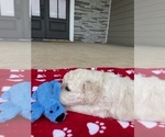 Small Photo #4 Goldendoodle Puppy For Sale in IDABEL, OK, USA