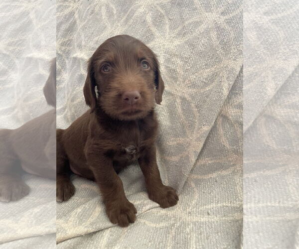 Medium Photo #3 Labrador Retriever-Unknown Mix Puppy For Sale in The Woodlands, TX, USA
