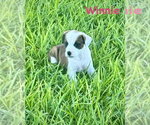 Small #1 Boxer