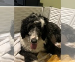 Small Photo #5 Sheepadoodle Puppy For Sale in ELMER, NJ, USA