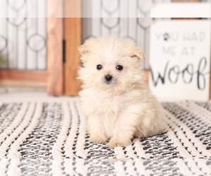 Pom-A-Poo Puppy for sale in NAPLES, FL, USA