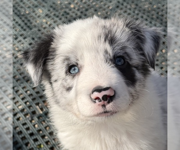 Medium Photo #1 Border Collie Puppy For Sale in FRANKFORT, IL, USA