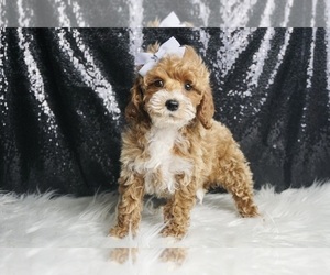 Maltipoo Puppy for Sale in WARSAW, Indiana USA