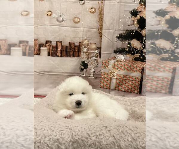 Medium Photo #2 Samoyed Puppy For Sale in DALY CITY, CA, USA