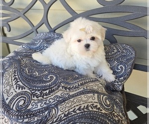 Maltese Puppy for sale in SANTA CLARITA, CA, USA