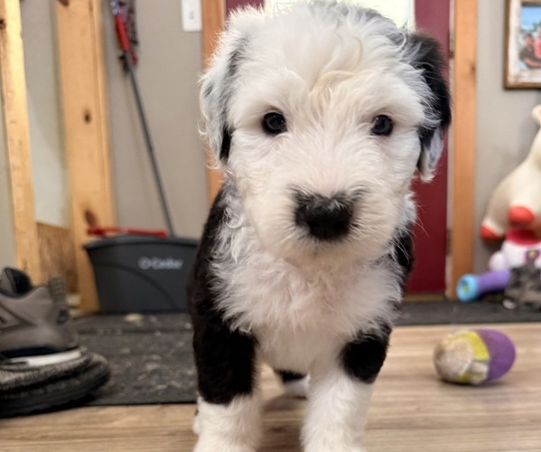 Medium Photo #2 Old English Sheepdog Puppy For Sale in MESICK, MI, USA