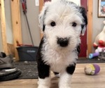 Small #1 Old English Sheepdog