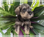 Small Photo #23 Schnauzer (Miniature) Puppy For Sale in FORT PIERCE, FL, USA