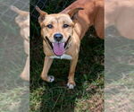 Small #12 American Pit Bull Terrier Mix