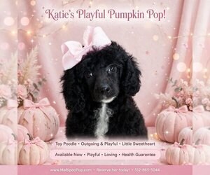 Poodle (Toy) Puppy for sale in TAYLOR, TX, USA