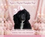 Image preview for Ad Listing. Nickname: Katie