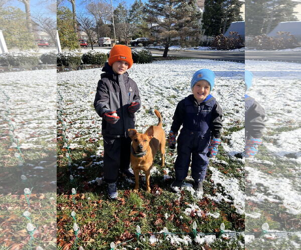Medium Photo #6 American Pit Bull Terrier-Carolina Dog Mix Puppy For Sale in Oakhurst, NJ, USA