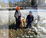 Small #5 American Pit Bull Terrier-Carolina Dog Mix