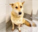 Small #1 German Shepherd Dog Mix