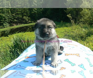 German Shepherd Dog Puppy for sale in PIEDMONT, MO, USA