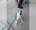 Small #13 Siberian Husky Mix