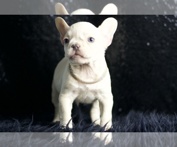 Medium Photo #17 French Bulldog Puppy For Sale in WARSAW, IN, USA
